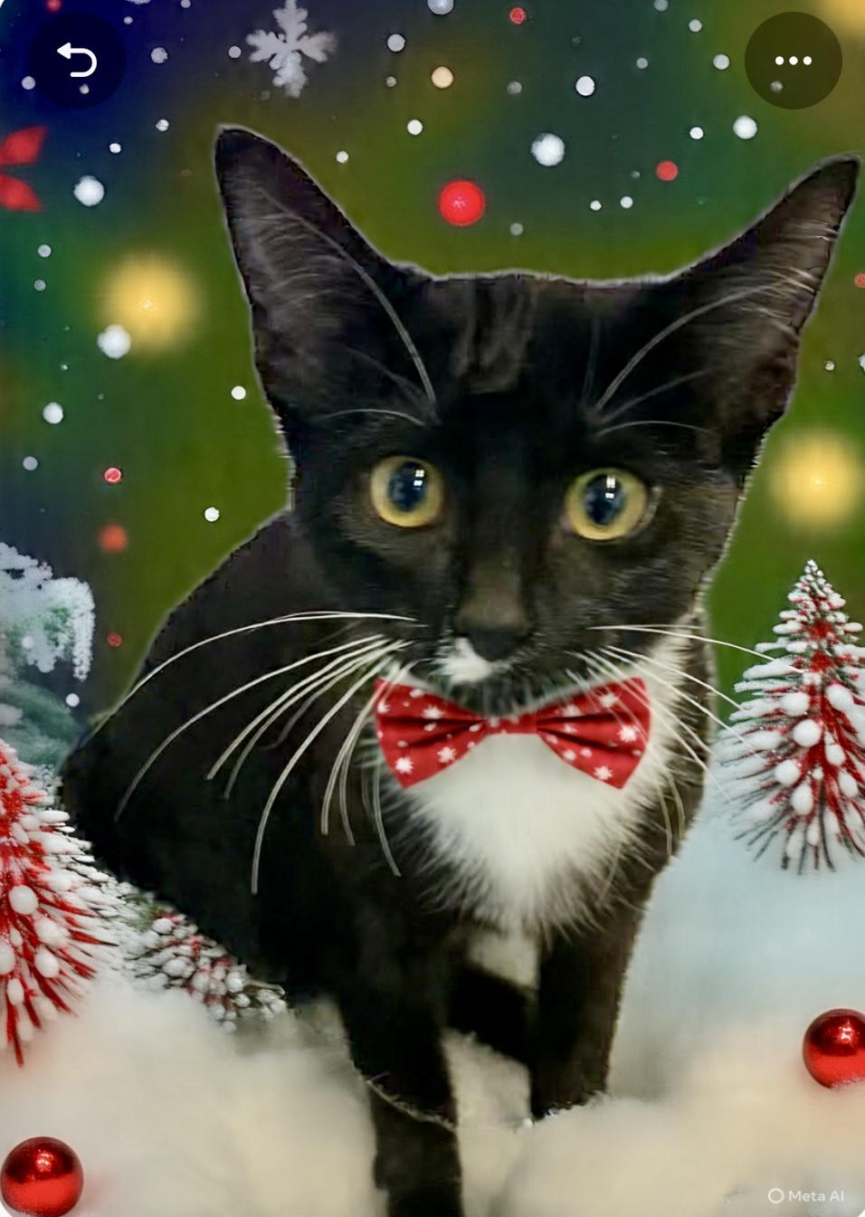 Enlarge Strawberry Shortcake, a Adoptable Domestic Short Hair in Cincinnati, OH image 2/3