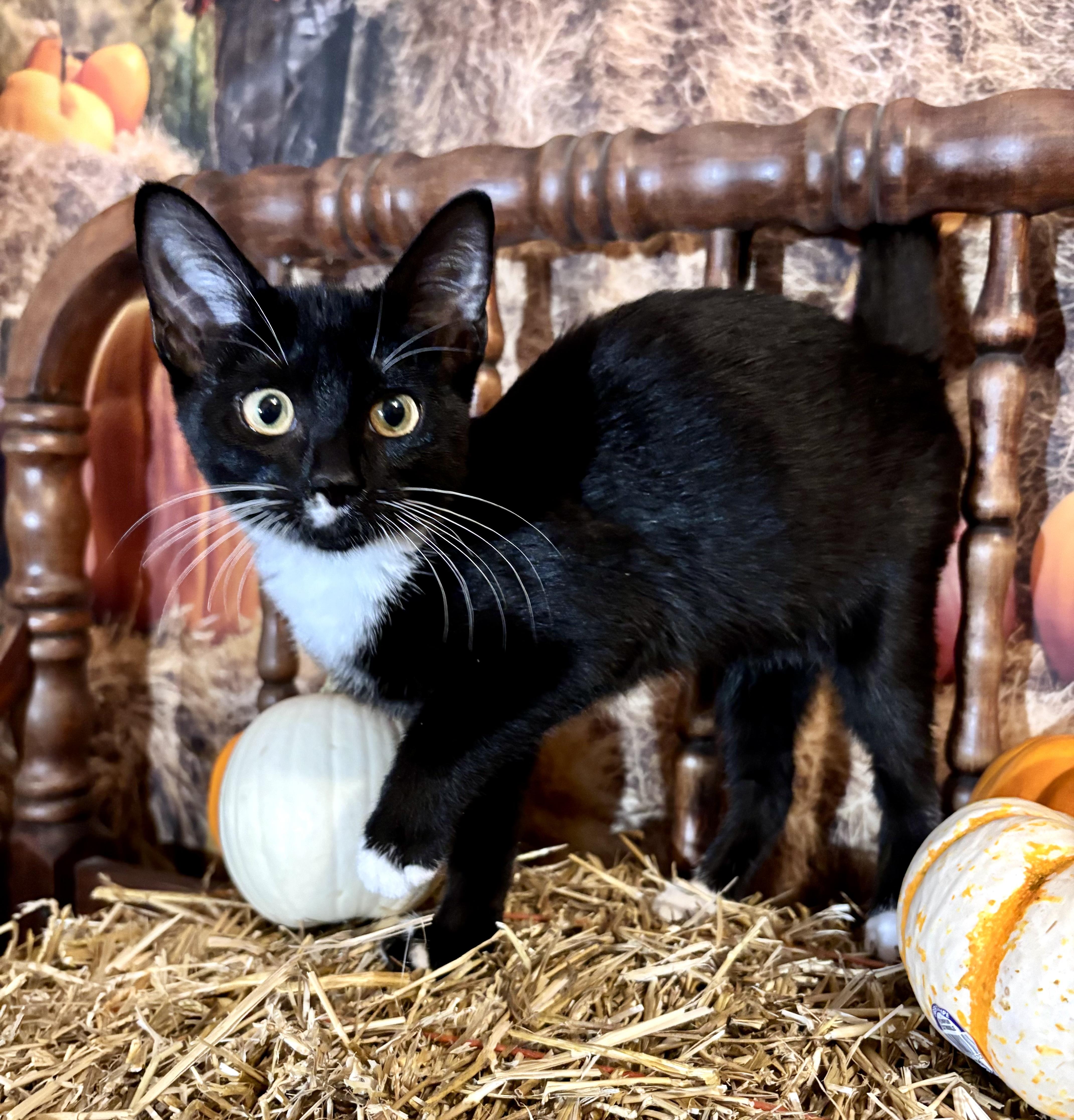 Enlarge Strawberry Shortcake, a Adoptable Domestic Short Hair in Cincinnati, OH image 3/3