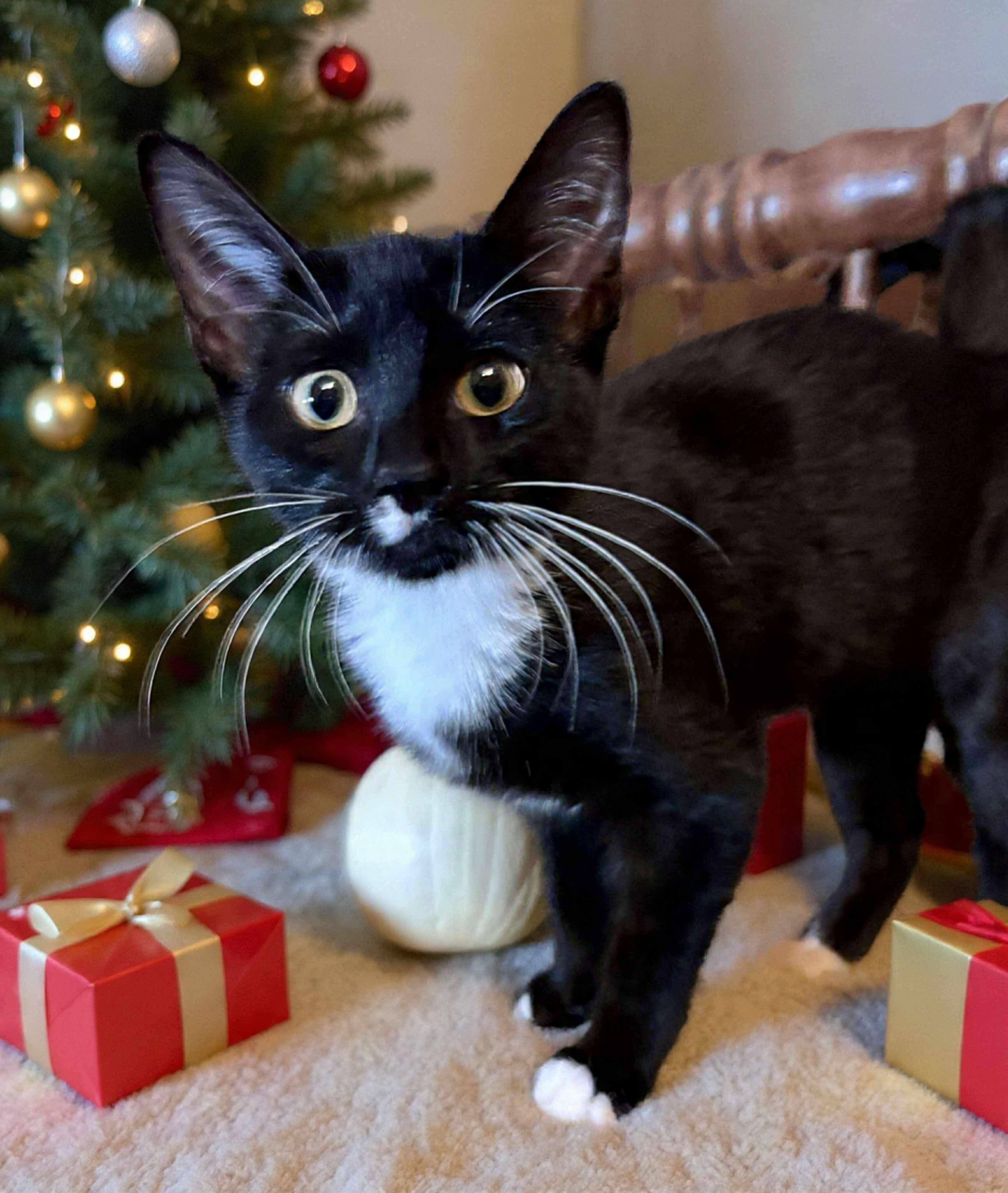 Enlarge Strawberry Shortcake, a Adoptable Domestic Short Hair in Cincinnati, OH image 1/3