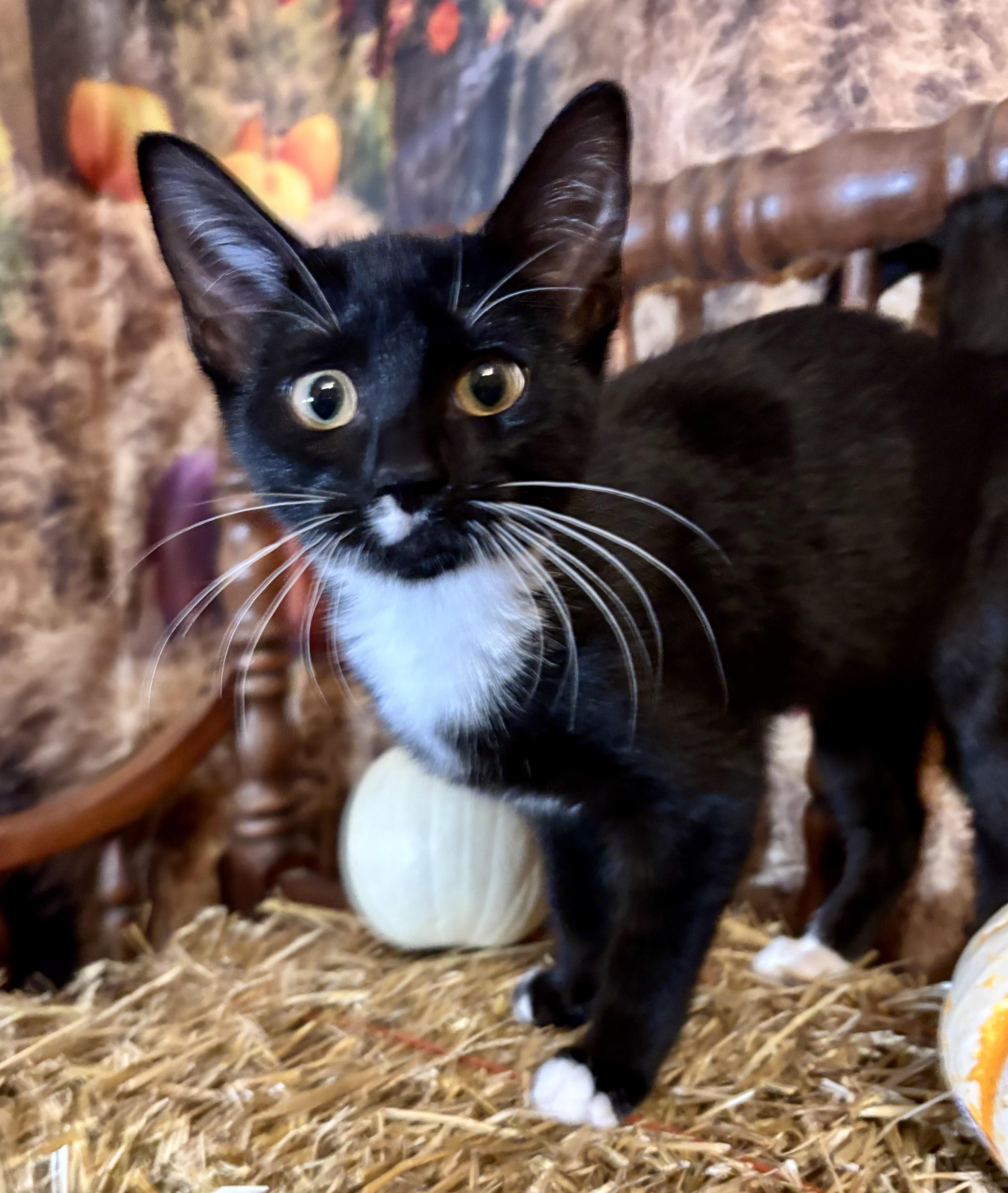 Enlarge Strawberry Shortcake, a Adoptable Domestic Short Hair in Cincinnati, OH image 1/3