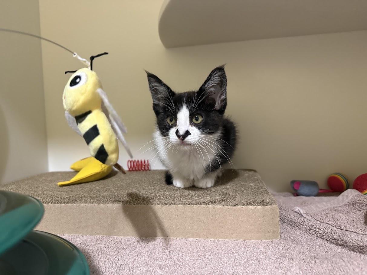 Enlarge Notch, a Adoptable Domestic Short Hair in Berkeley, CA image 4/6