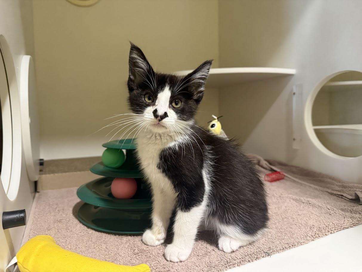 Enlarge Notch, a Adoptable Domestic Short Hair in Berkeley, CA image 5/6