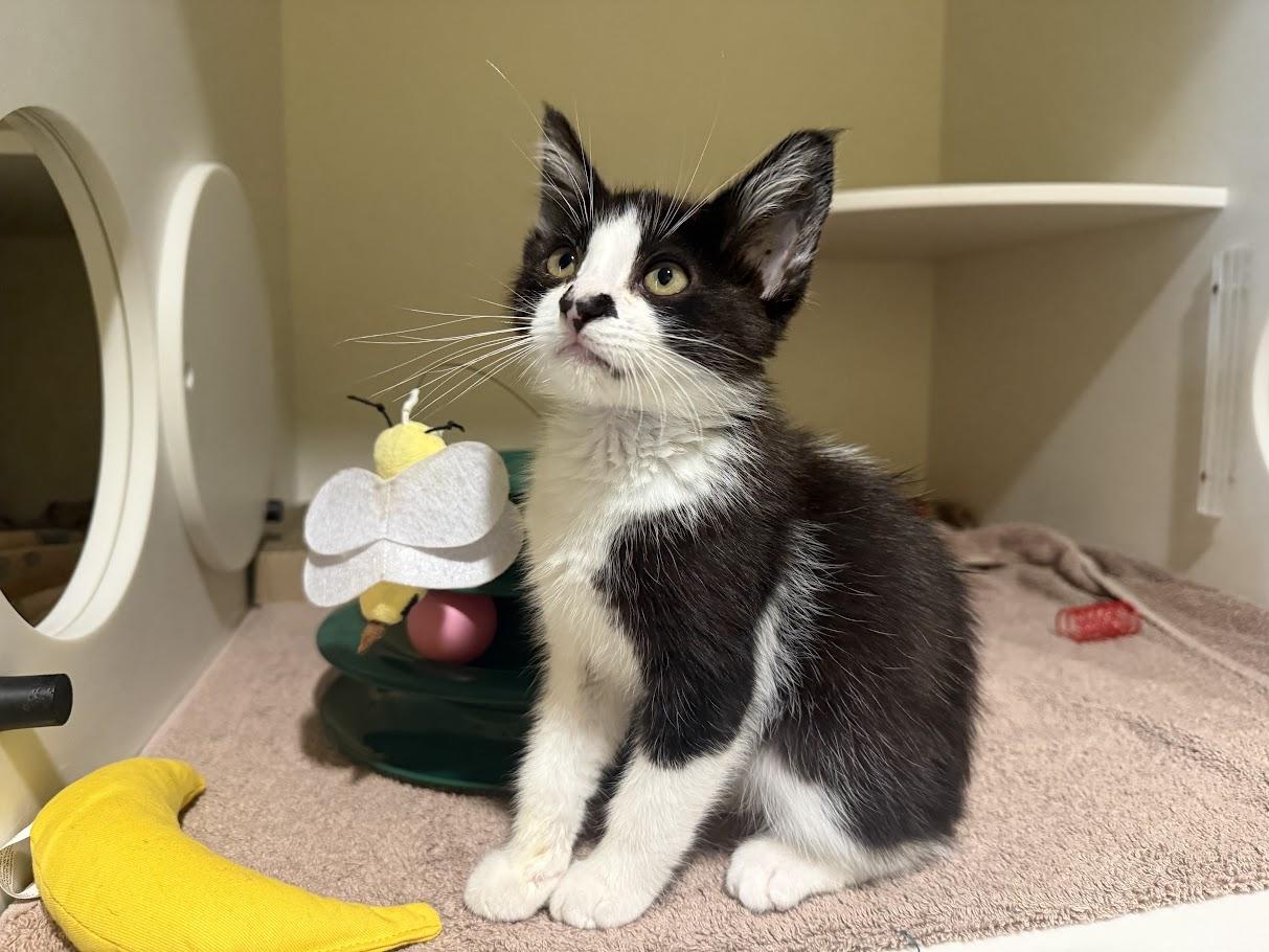 Enlarge Notch, a Adoptable Domestic Short Hair in Berkeley, CA image 2/6