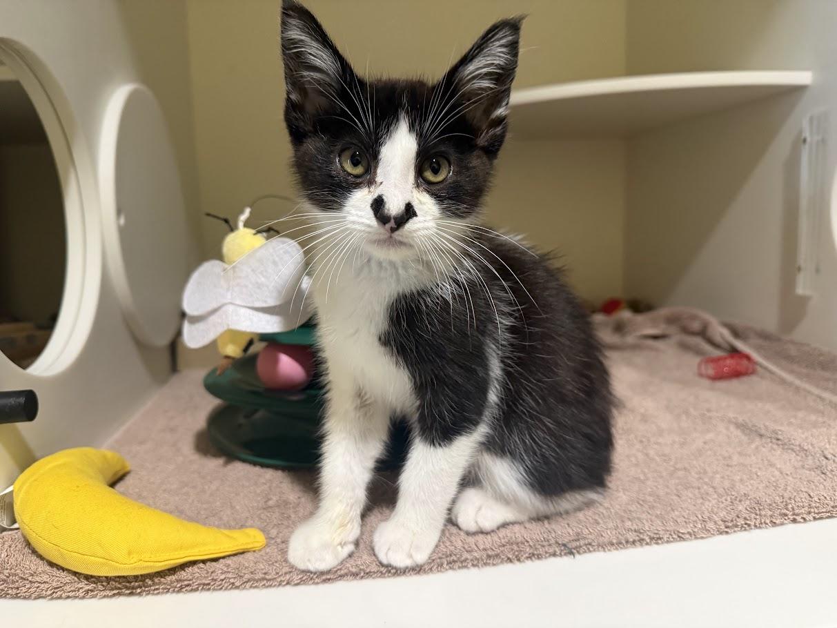 Notch, Adoptable, Kitten Male Domestic Short Hair.