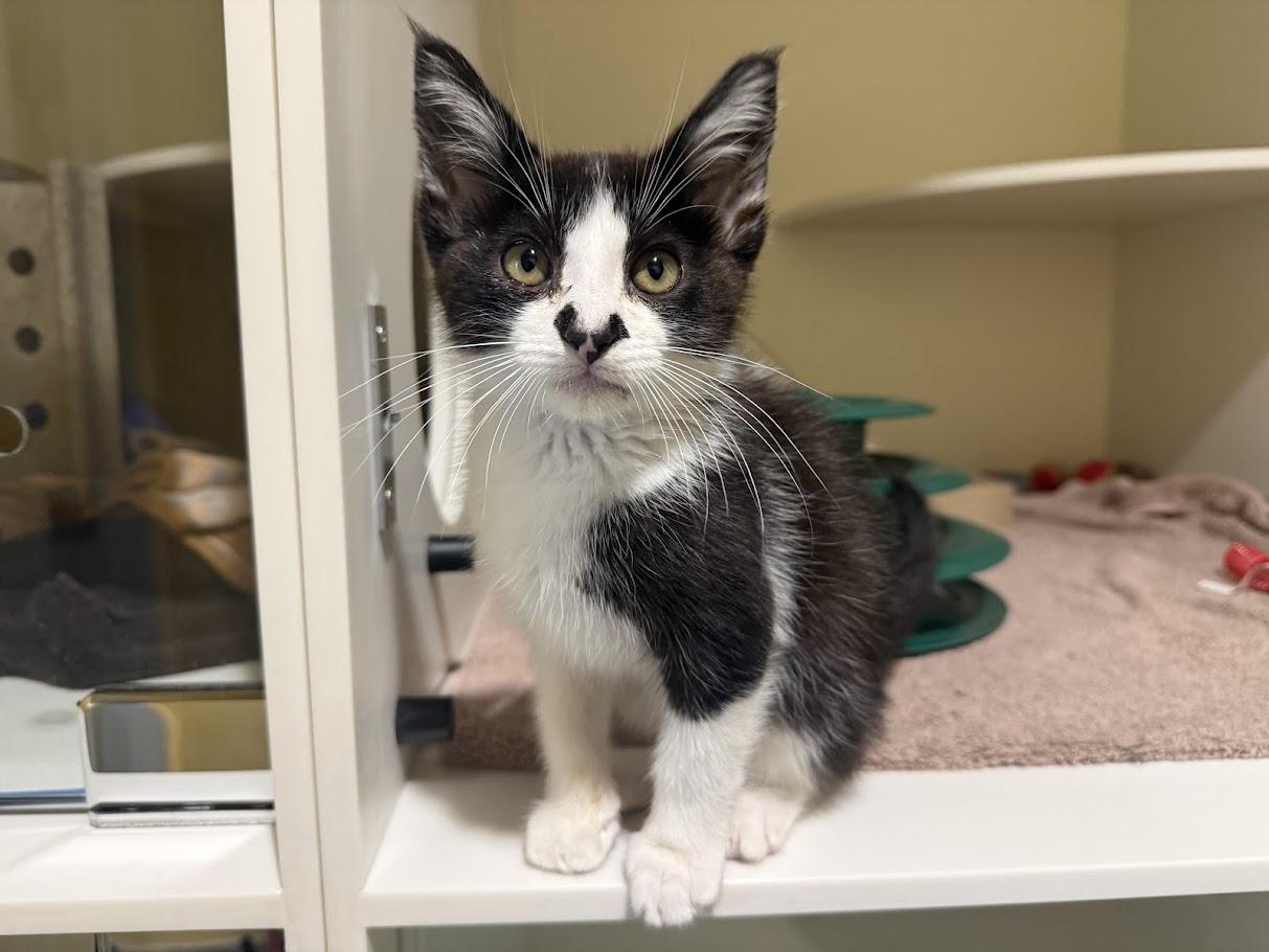 Enlarge Notch, a Adoptable Domestic Short Hair in Berkeley, CA image 3/6
