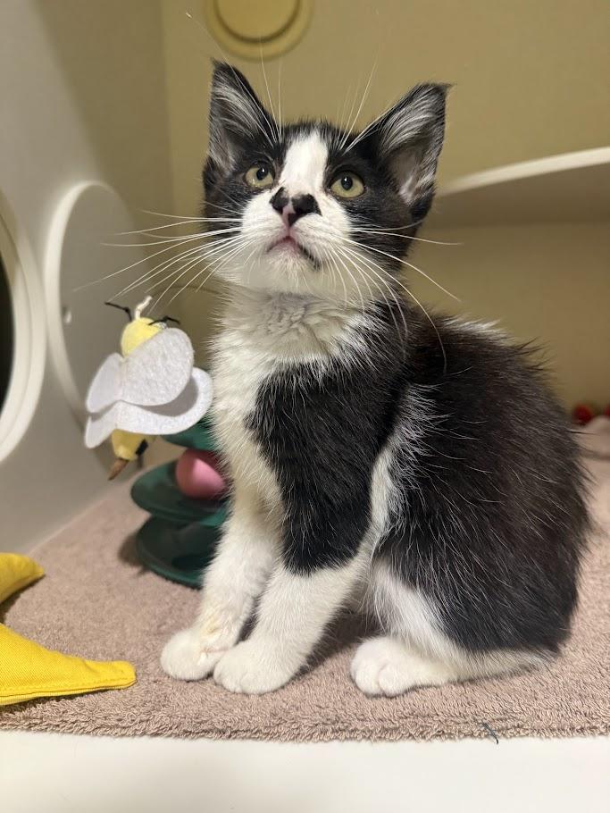 Enlarge Notch, a Adoptable Domestic Short Hair in Berkeley, CA image 6/6