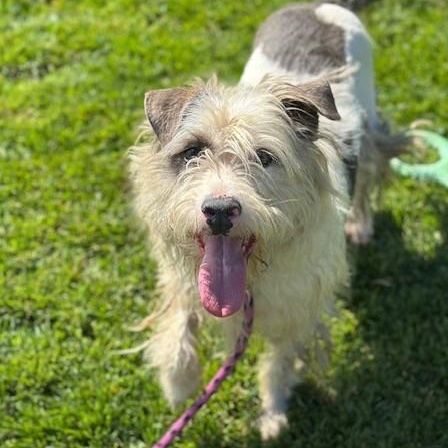 Beau, ADOPTABLE, Adult Male Poodle & Pit Bull Terrier.