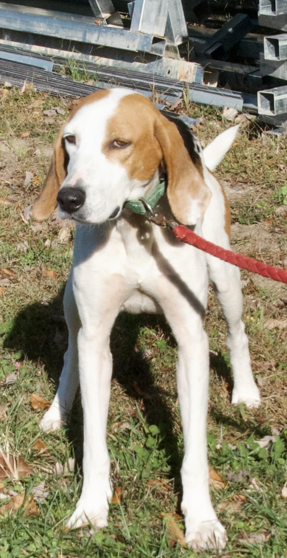 Dudley, a Adoptable Hound in Gloucester, VA image 2/4
