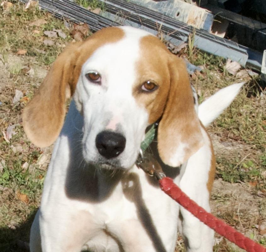 Dudley, Adoptable, Adult Male Hound.