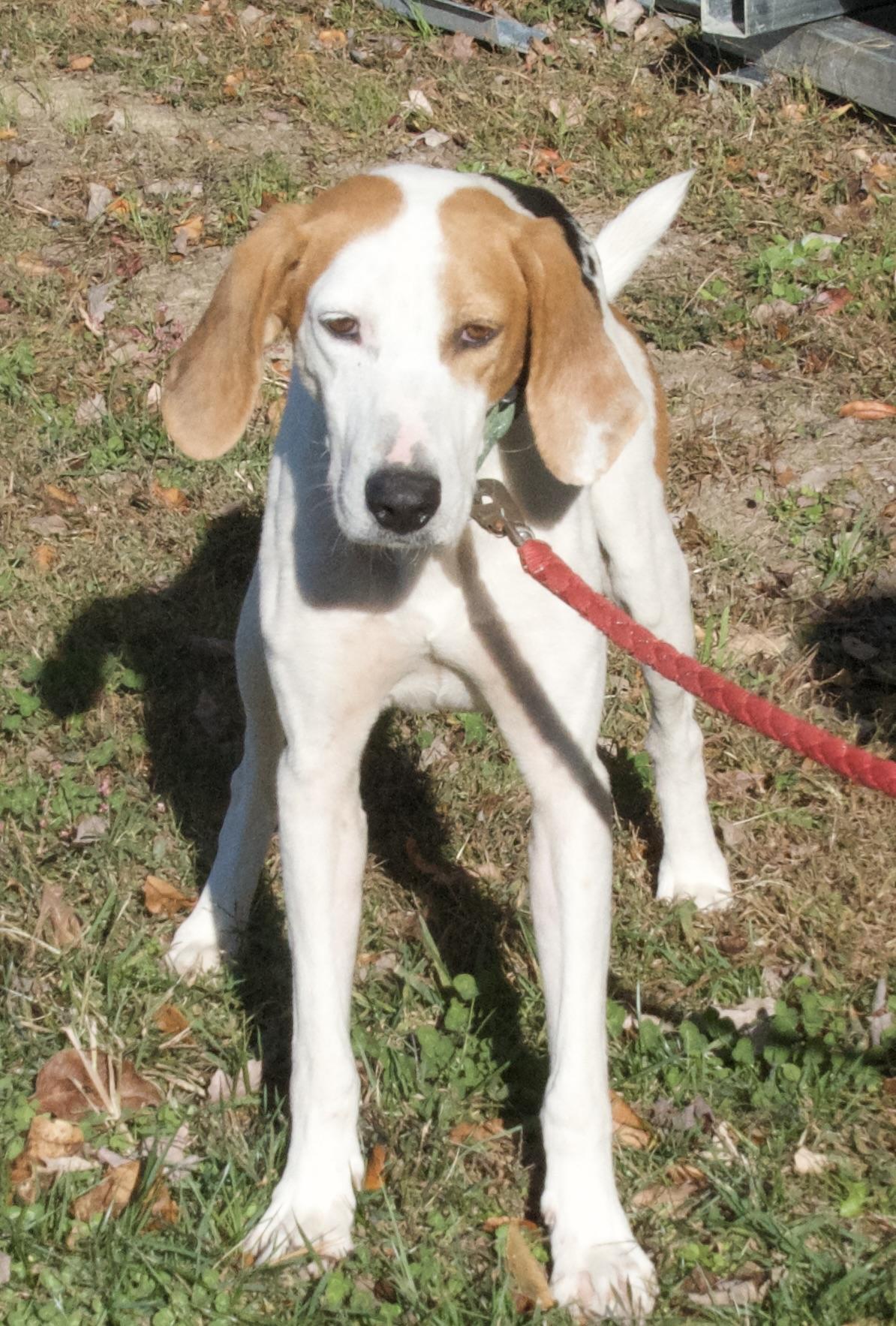 Dudley, a Adoptable Hound in Gloucester, VA image 3/4