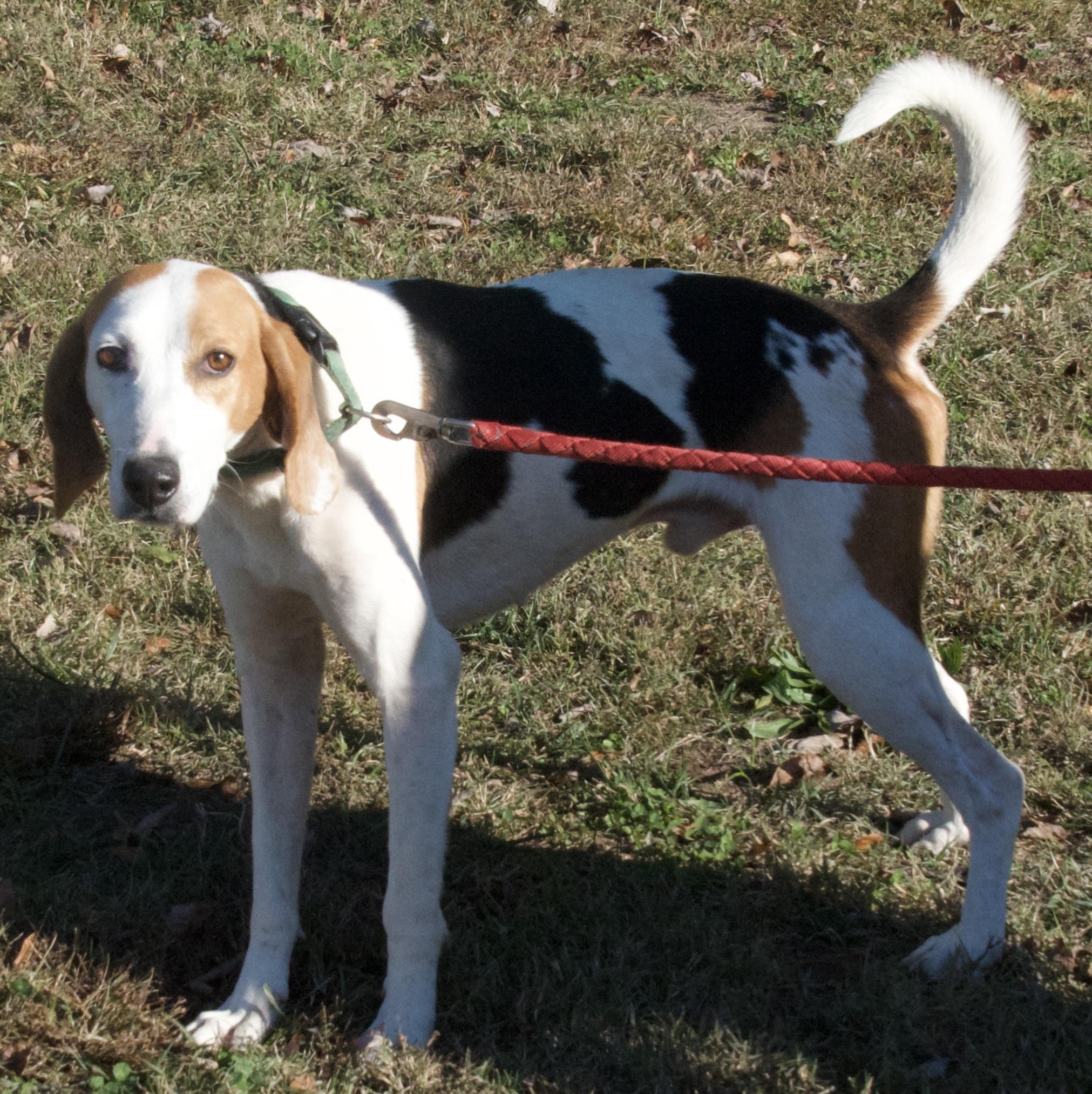 Dudley, a Adoptable Hound in Gloucester, VA image 4/4