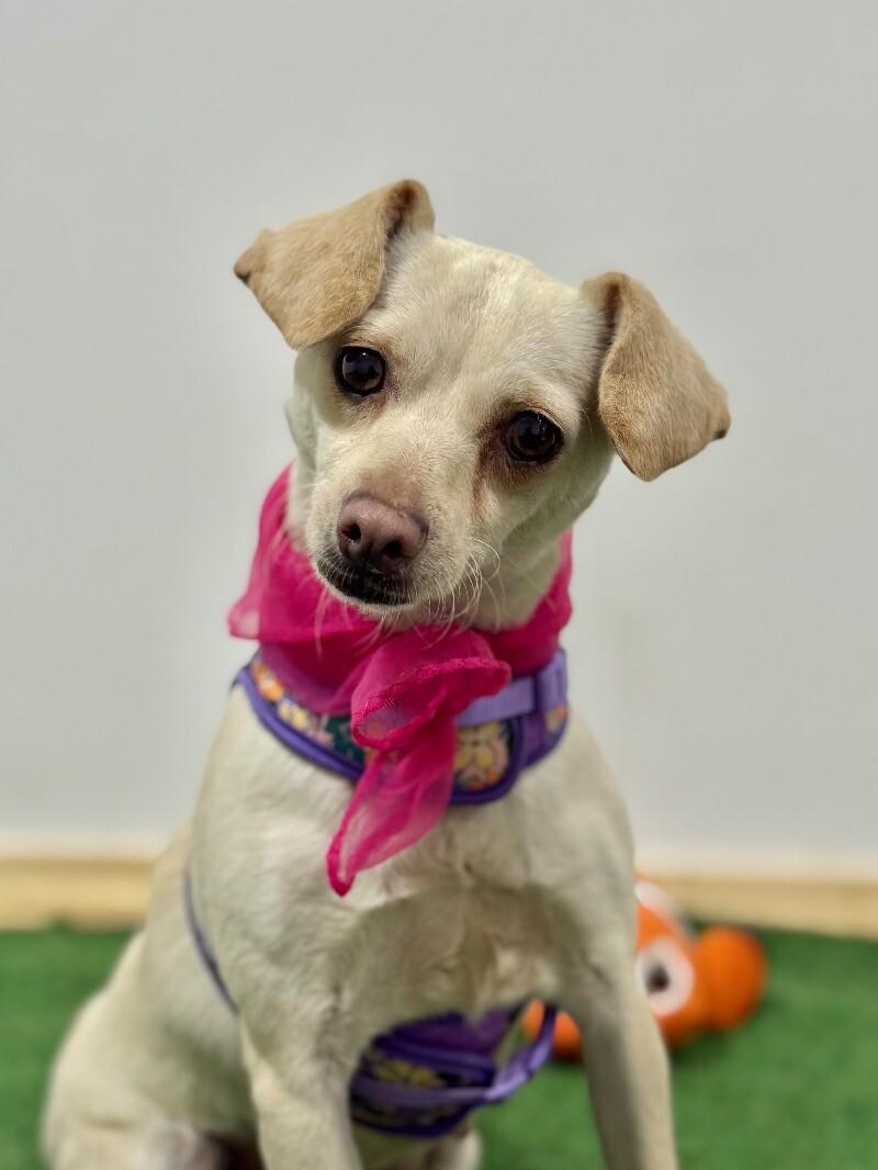 Baby, an adoptable Chihuahua Mix in Daly City, CA_image-1