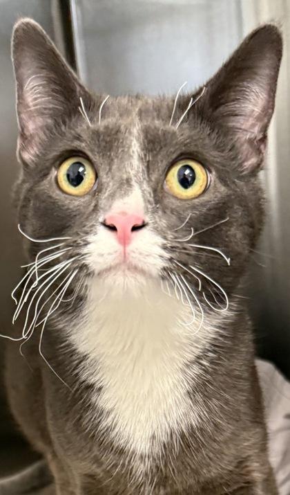 Blaze — thumbnail 2