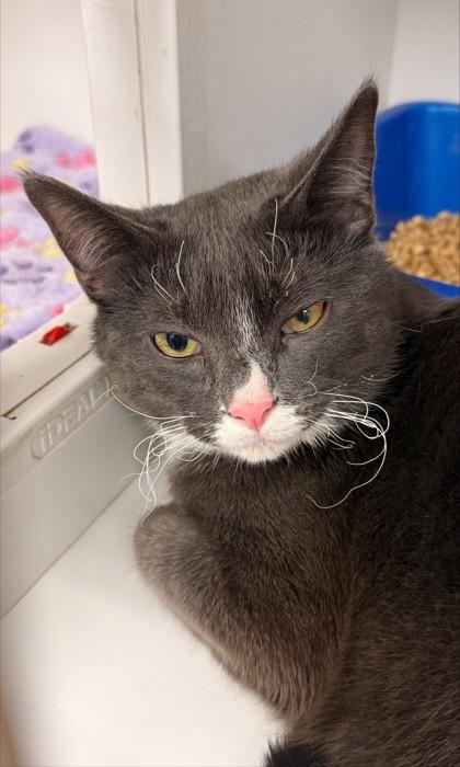 Blaze — thumbnail 3