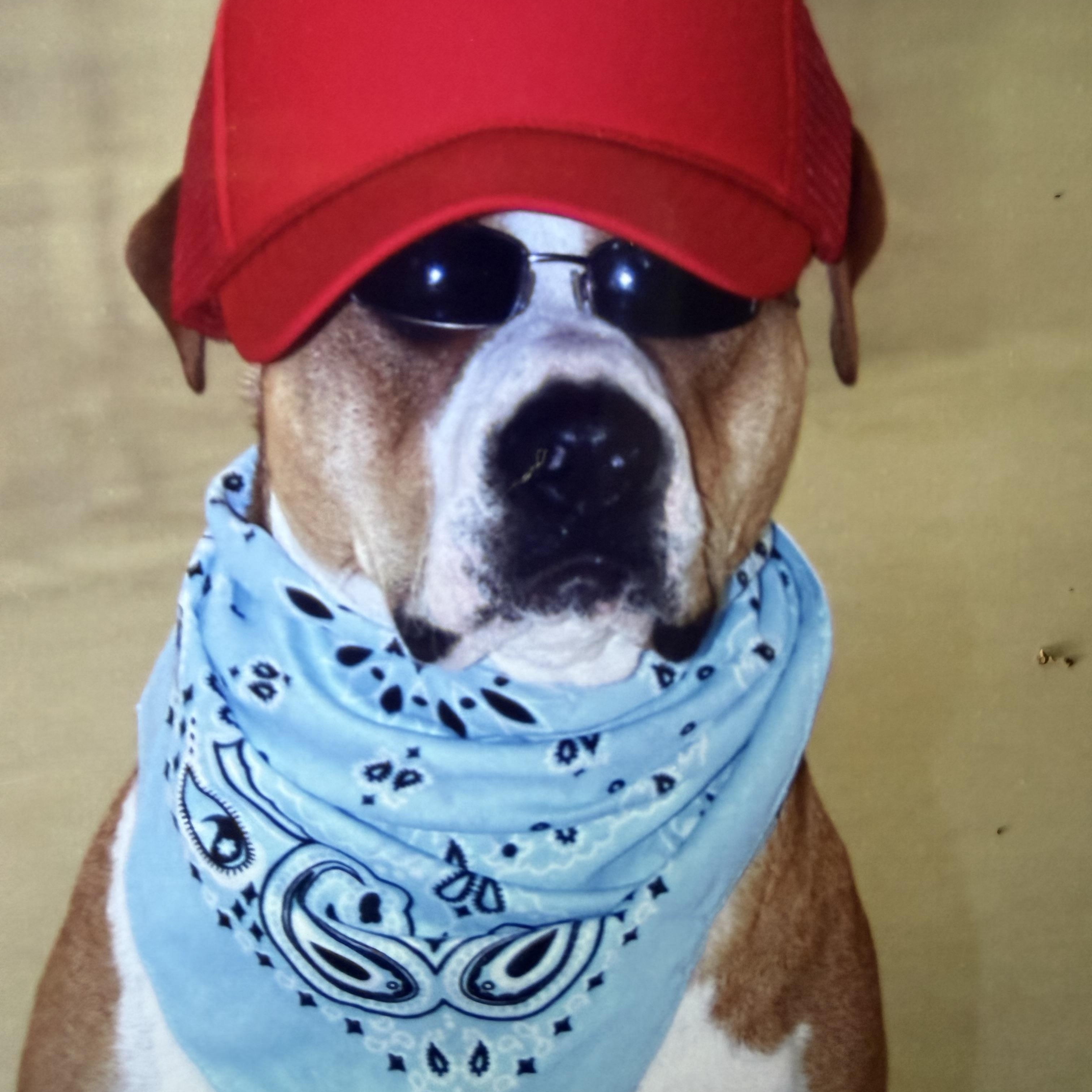 Haven, a ADOPTABLE mixed breed in Hutchinson, KS image 2/2