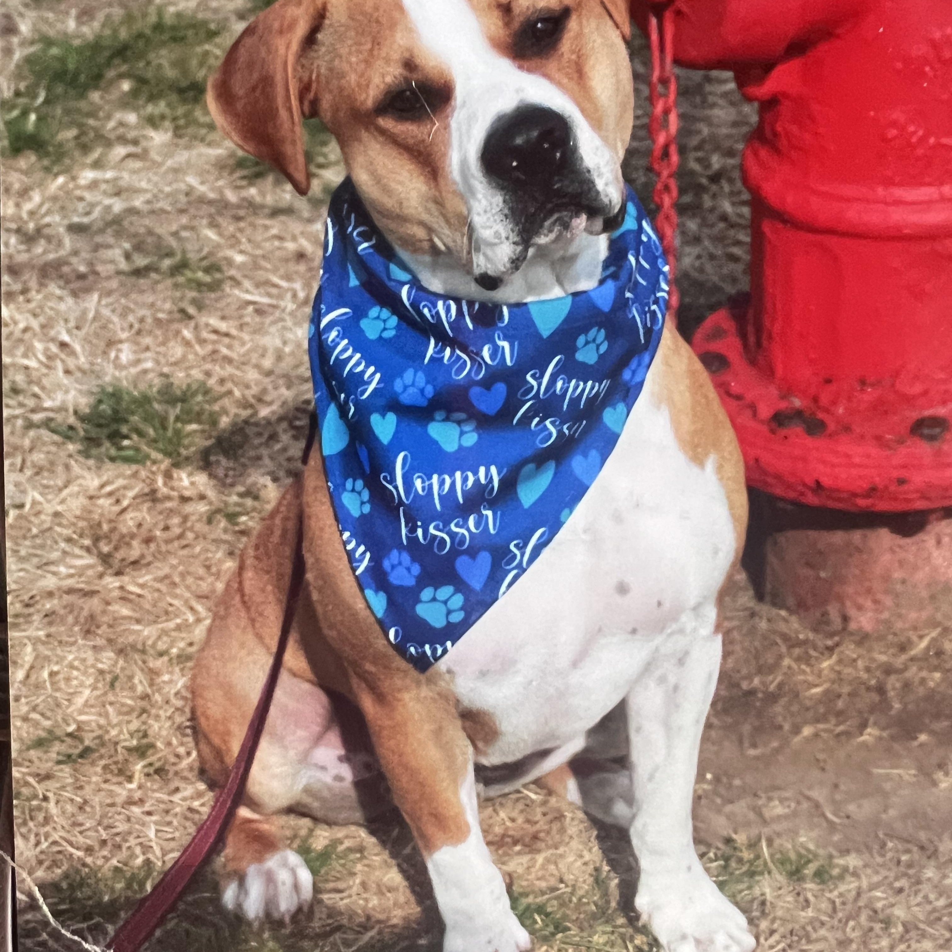 Enlarge Haven, a ADOPTABLE mixed breed in Hutchinson, KS image 1/1