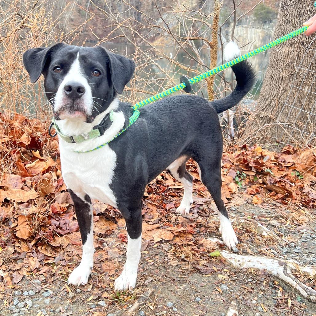 Brody, Adoptable, Adult Male Mixed Breed.