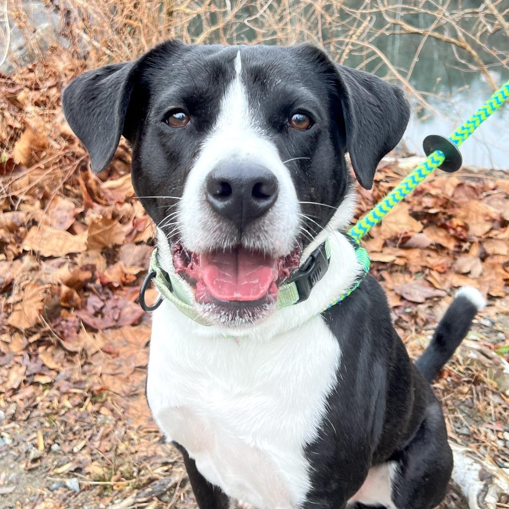 Brody, a Adoptable Mixed Breed in Fredericksburg, VA image 2/5