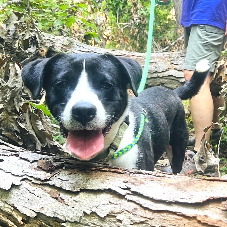 Brody, Adoptable, Adult Male Mixed Breed.