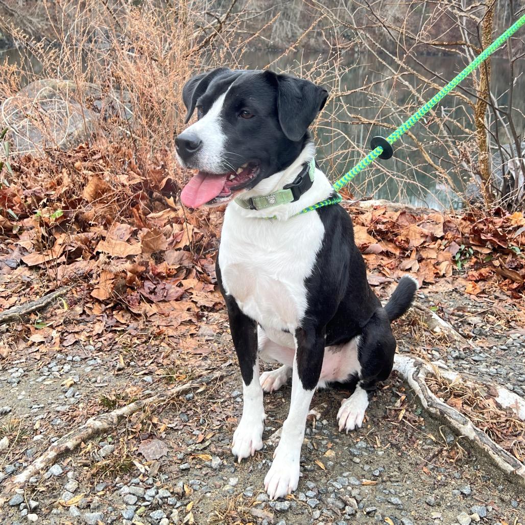 Brody, a Adoptable Mixed Breed in Fredericksburg, VA image 3/5