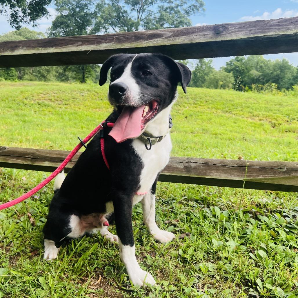 Brody, a Adoptable Mixed Breed in Fredericksburg, VA image 2/4