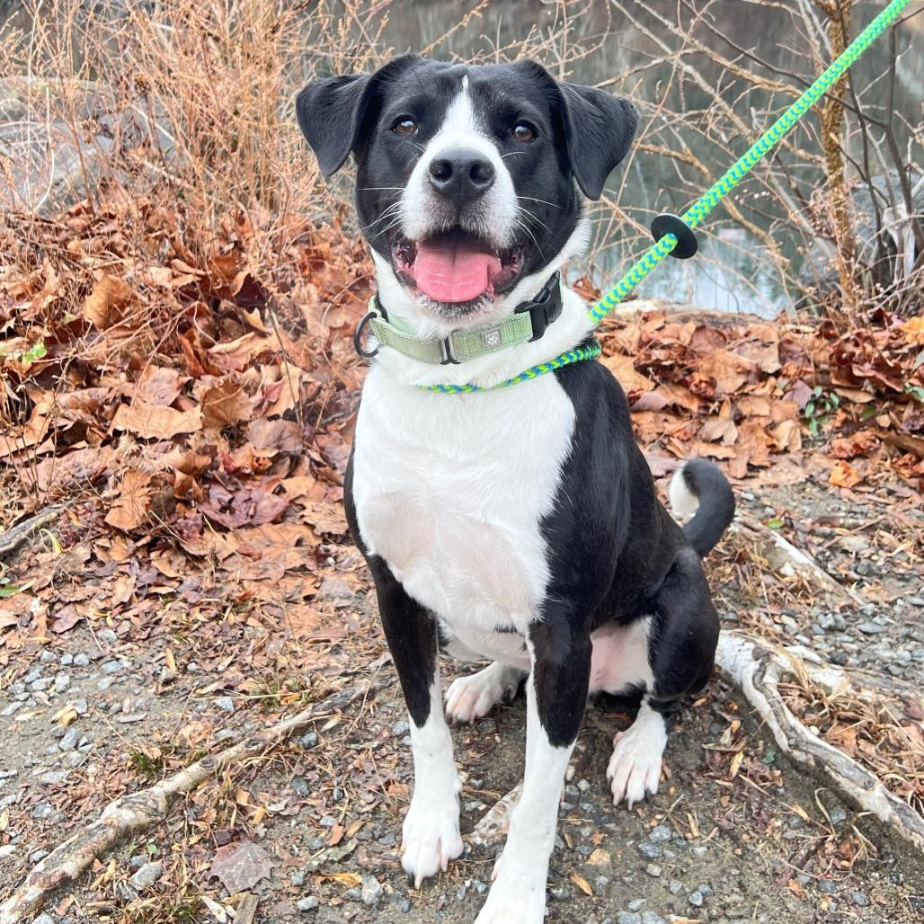 Brody, a Adoptable Mixed Breed in Fredericksburg, VA image 4/5