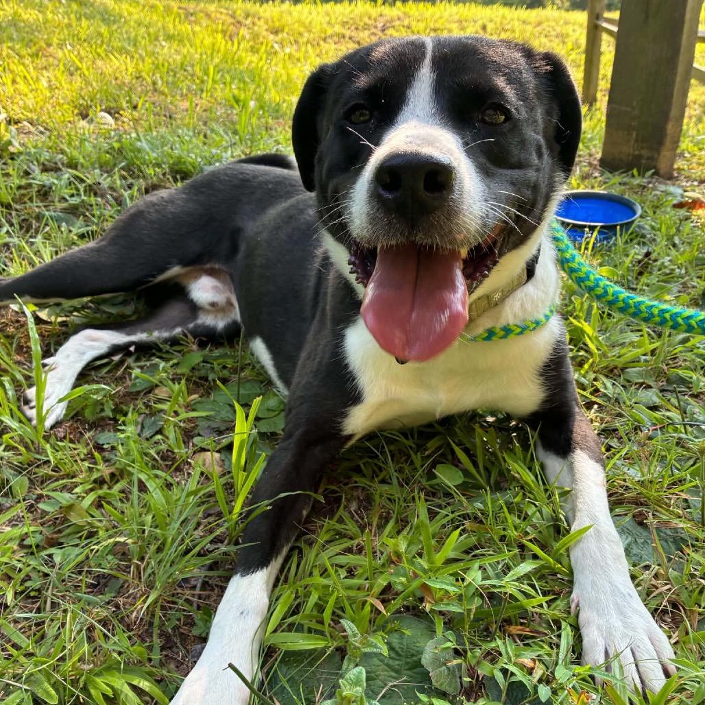 Brody, a Adoptable Mixed Breed in Fredericksburg, VA image 3/4