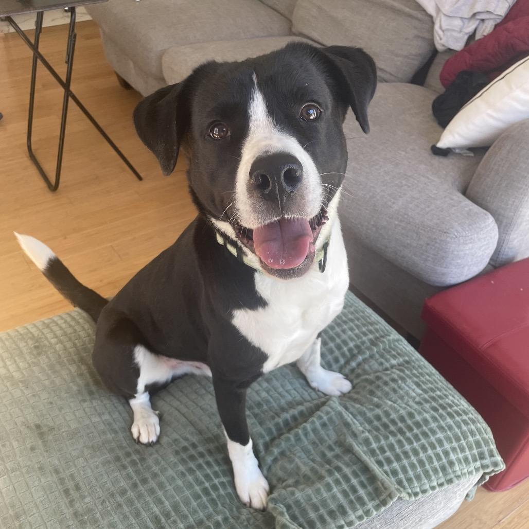 Brody, a Adoptable Mixed Breed in Fredericksburg, VA image 5/5