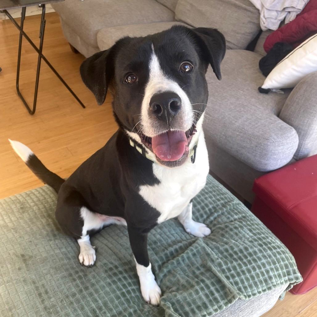 Brody, a Adoptable Mixed Breed in Fredericksburg, VA image 4/4