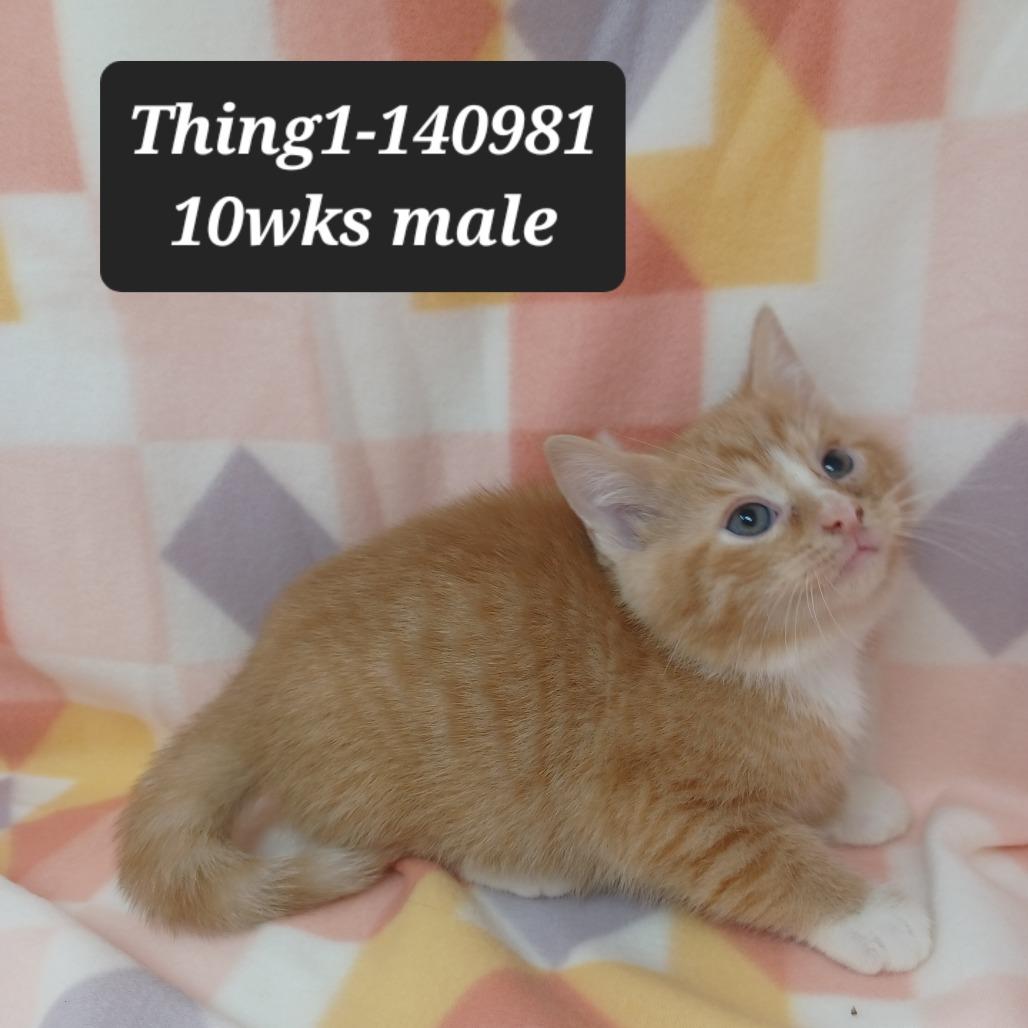 Thing 1, Adoptable, Kitten Male Domestic Short Hair.