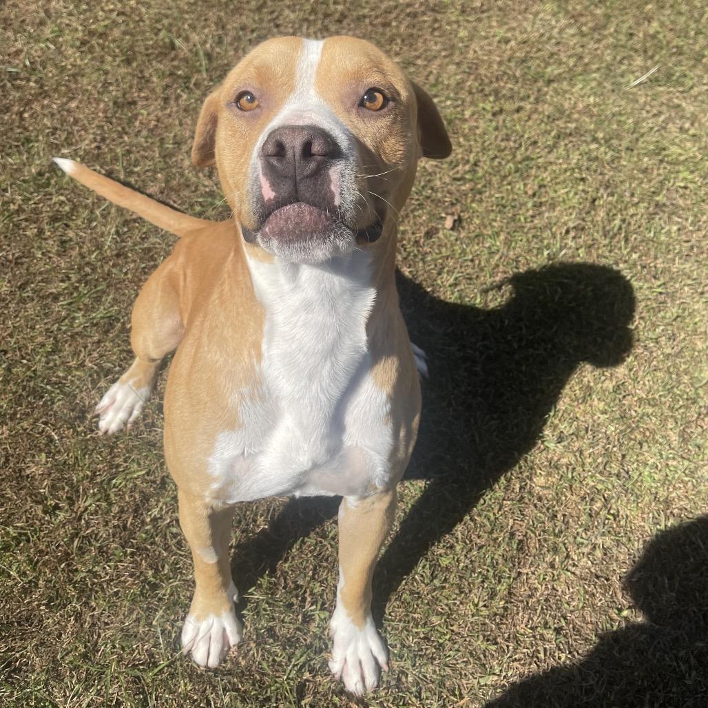 Fang, Adoptable, Adult Male Mixed Breed & Pit Bull Terrier.