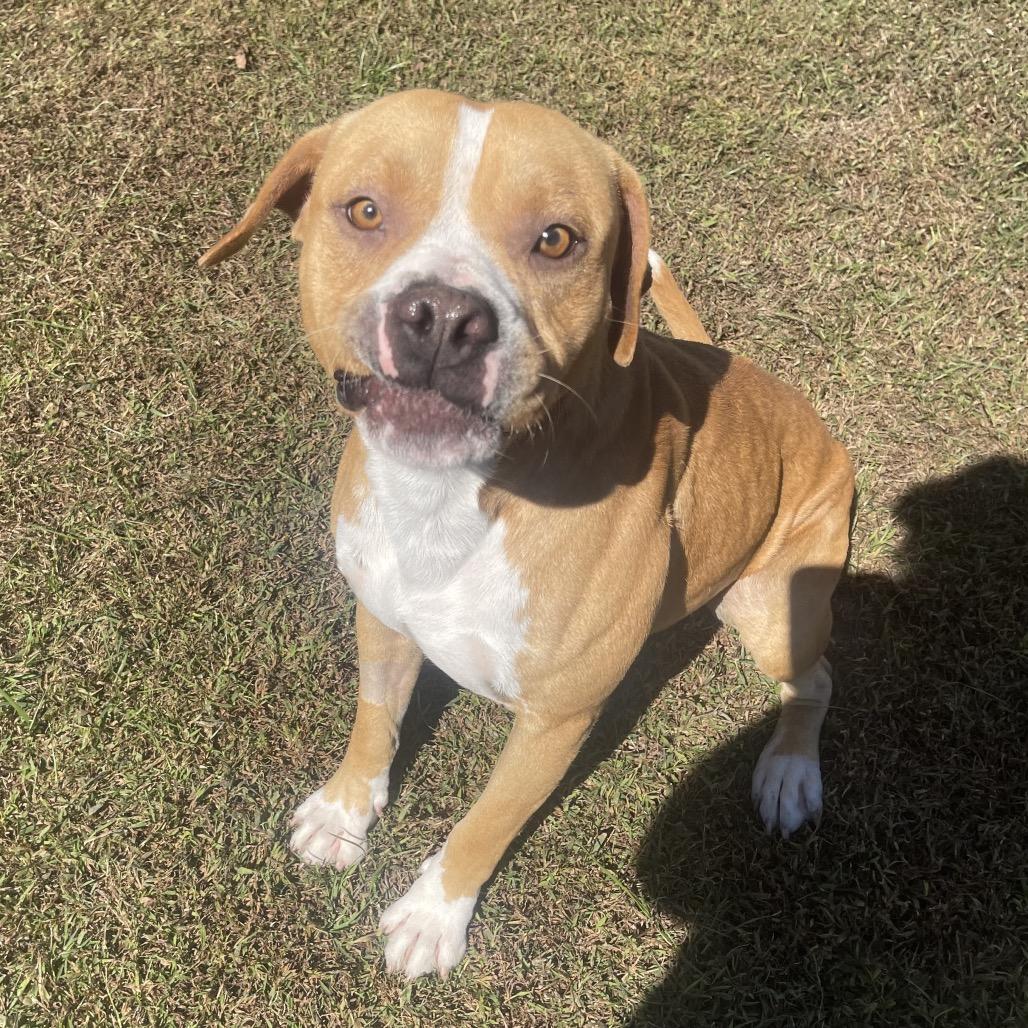 Enlarge Fang, a Adoptable mixed breed in Blairsville, GA image 2/6