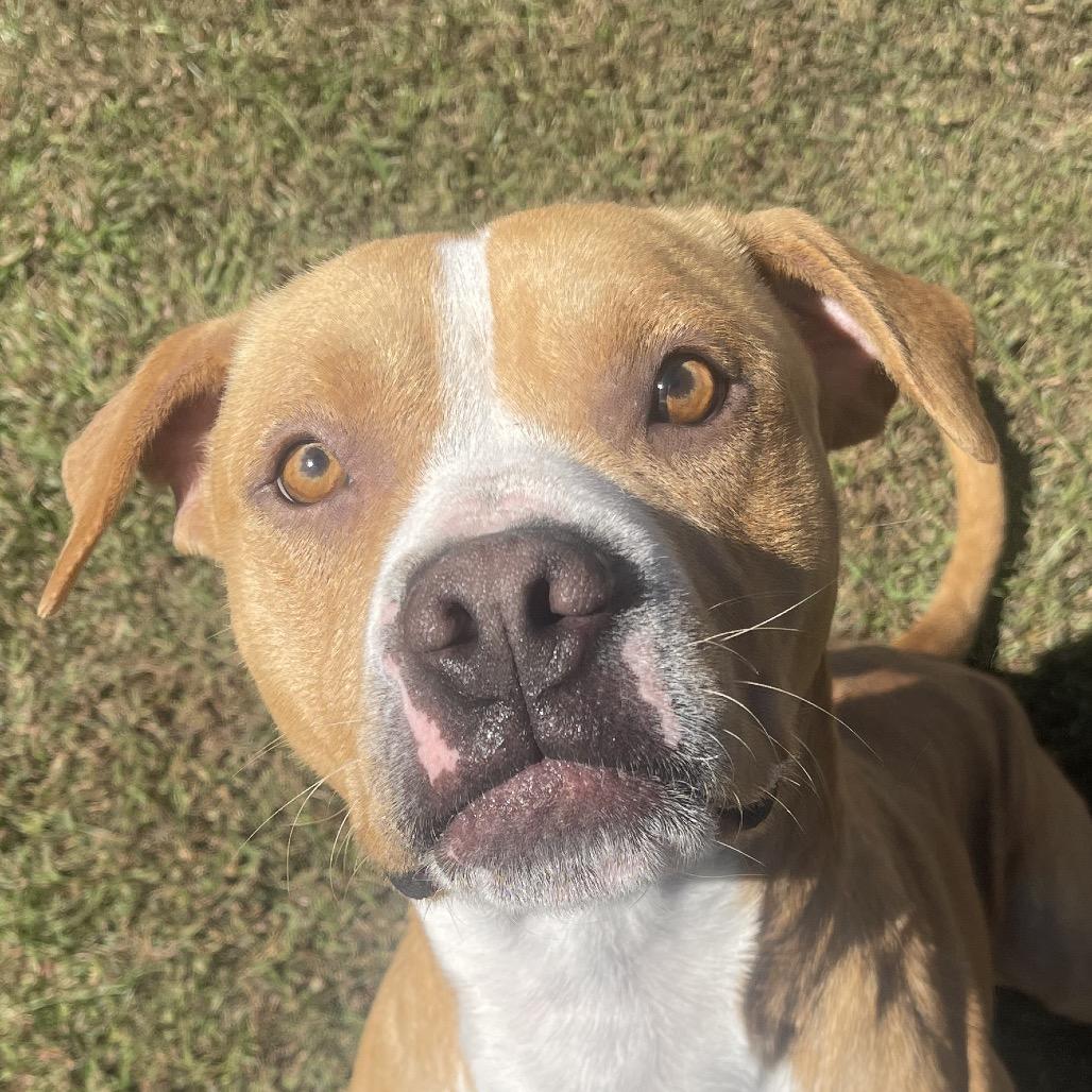 Enlarge Fang, a Adoptable mixed breed in Blairsville, GA image 3/6