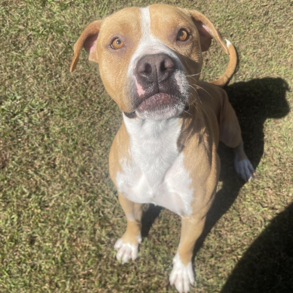 Enlarge Fang, a Adoptable mixed breed in Blairsville, GA image 5/6