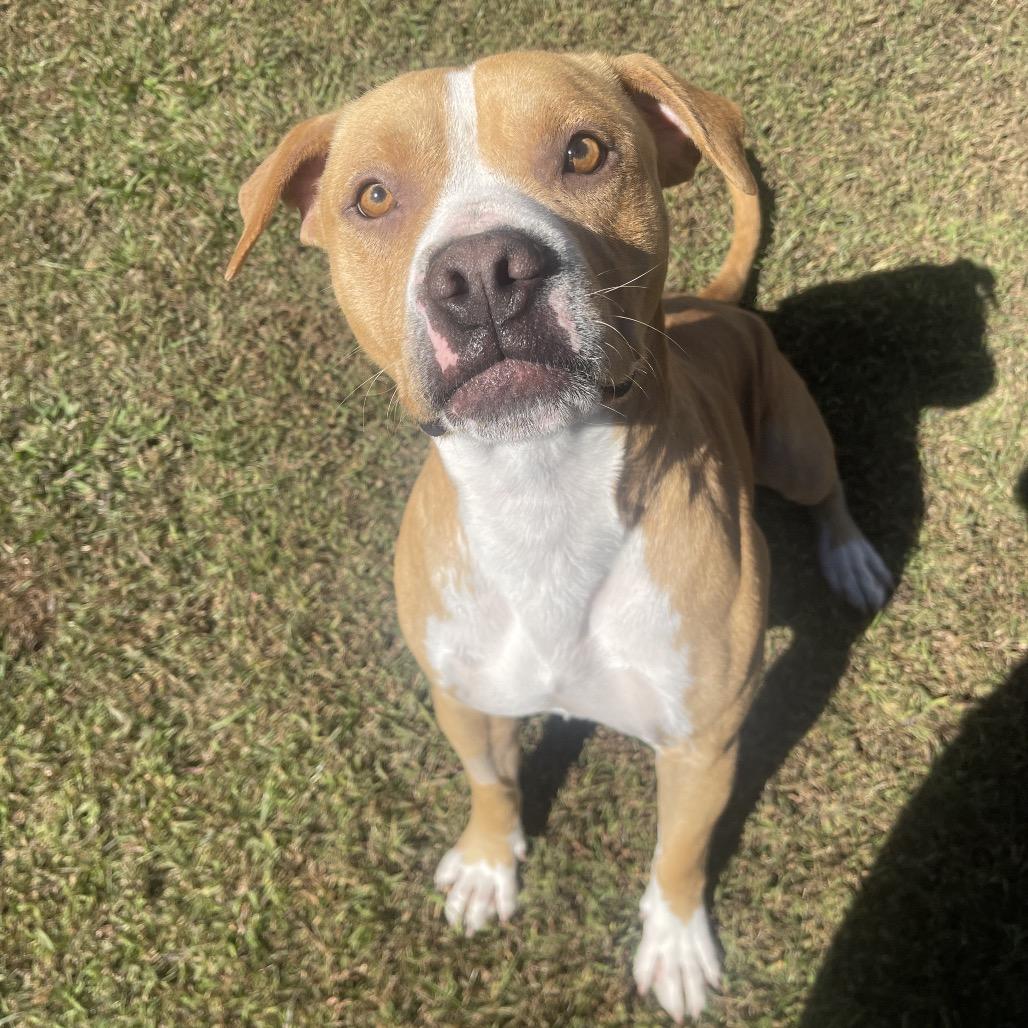 Enlarge Fang, a Adoptable mixed breed in Blairsville, GA image 6/6