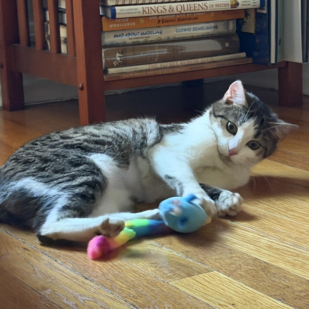 Lullaby, an adopted Domestic Short Hair in Evanston, IL image 3/3