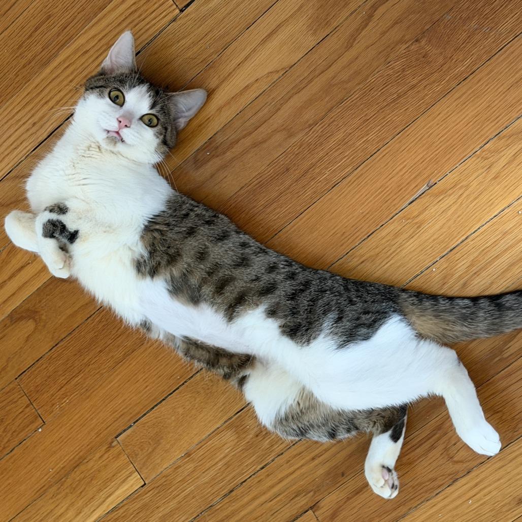 Lullaby, an adopted Domestic Short Hair in Evanston, IL image 1/3