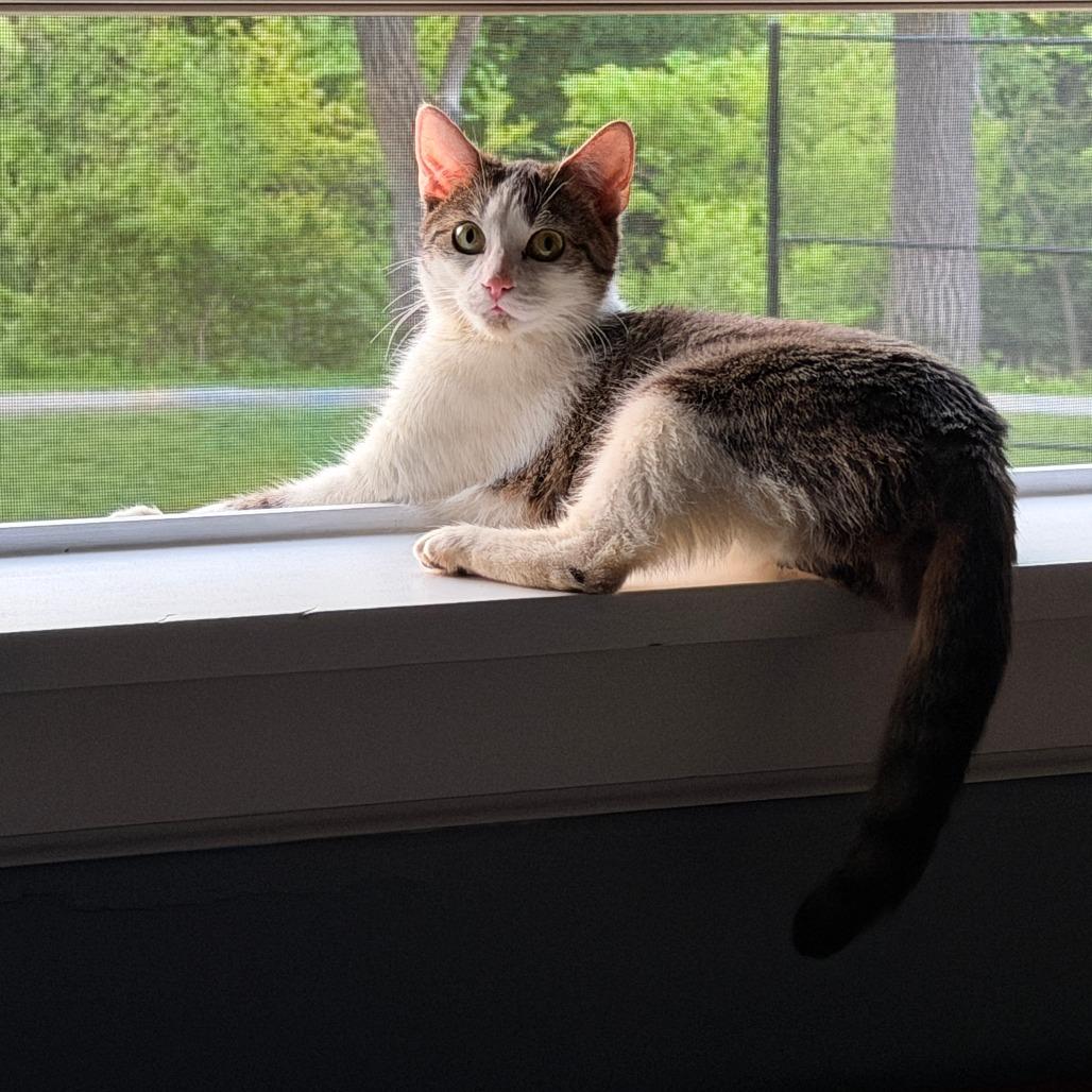 Lullaby, an adopted Domestic Short Hair in Evanston, IL image 2/3