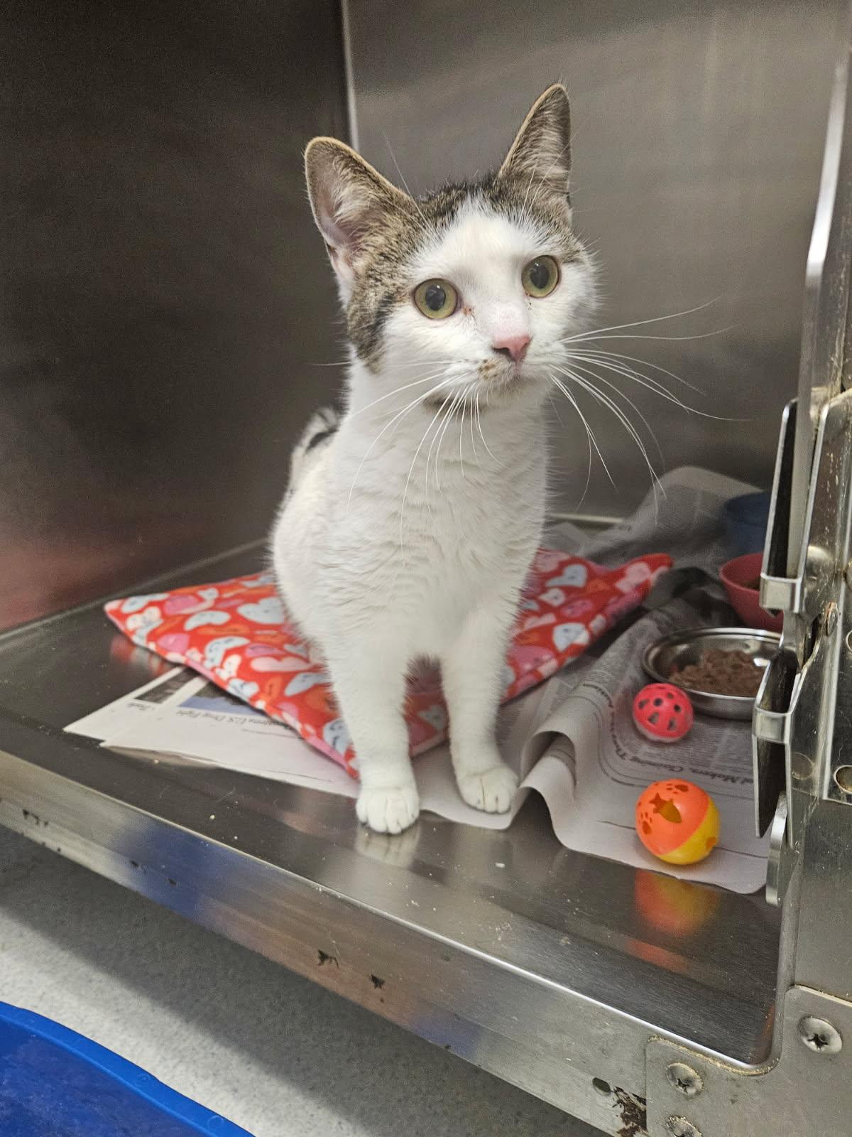 Enlarge Lola, an adoptable Domestic Short Hair in Mansfield, OH image 2/2