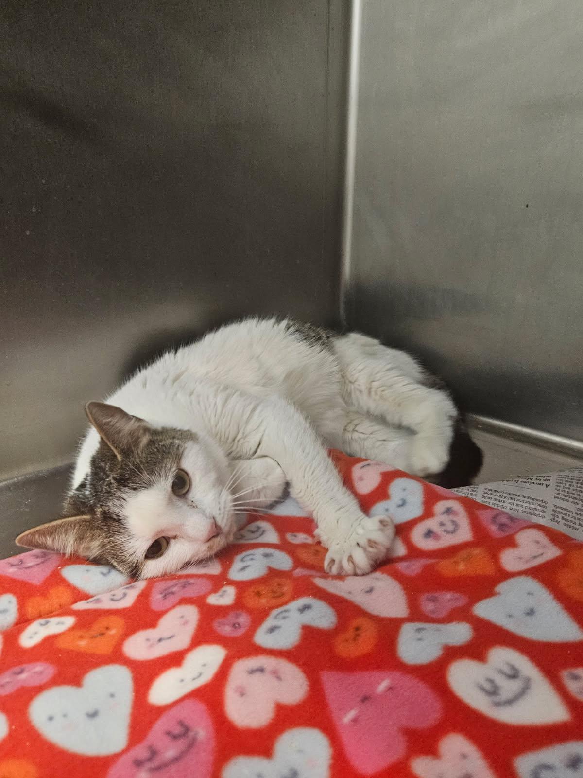 Enlarge Lola, an adoptable Domestic Short Hair in Mansfield, OH image 1/2