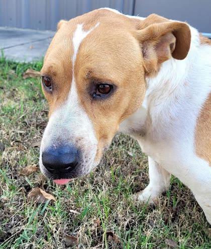 Houston, Adoptable, Adult Male Basset Hound.