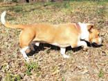 Enlarge Houston, a Adoptable mixed breed in Commerce, TX image 2/2