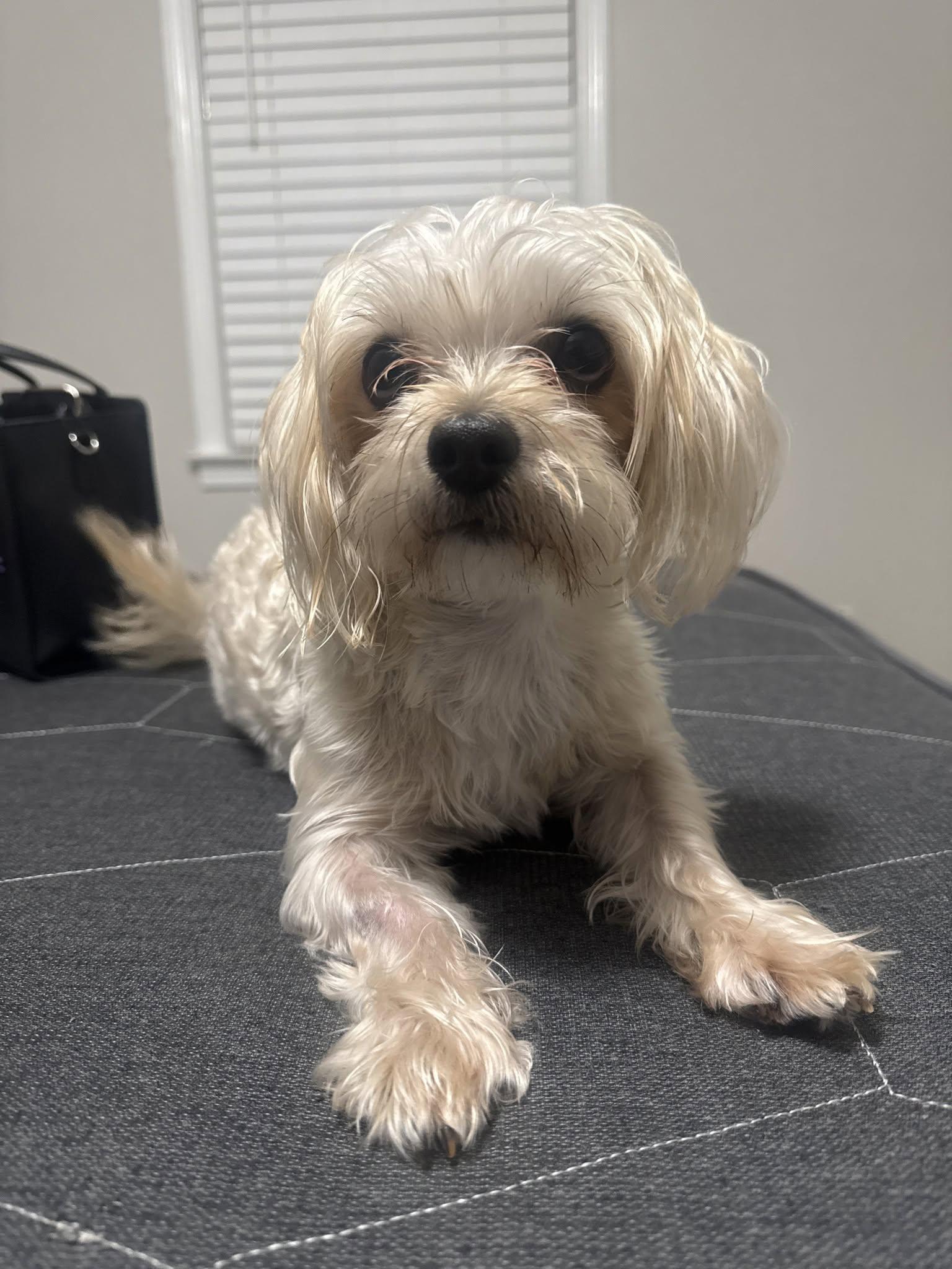 Lola Bunny, Adopted, Adult Female Maltese & Yorkshire Terrier.