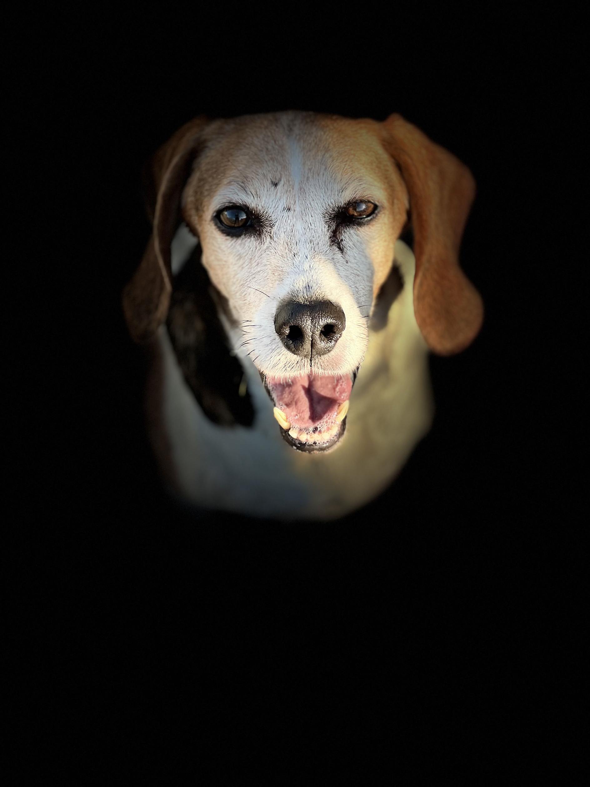 Enlarge Peanut Buttercup, an adoptable Beagle in New Port Richey, FL image 3/4