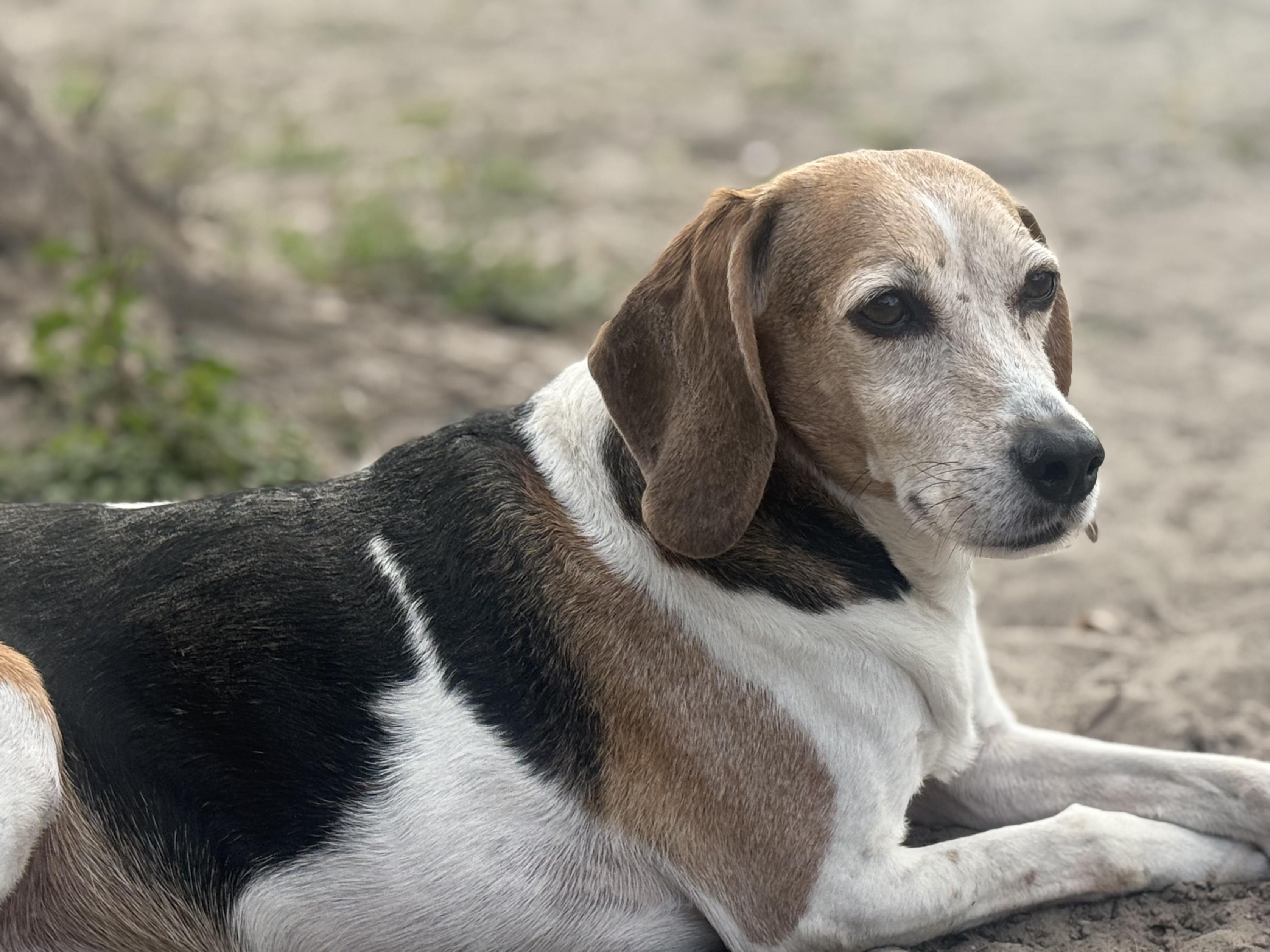 Enlarge Peanut Buttercup, an adoptable Beagle in New Port Richey, FL image 1/4