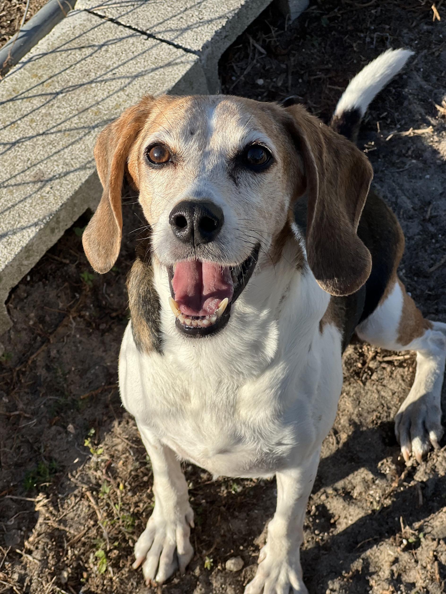 Enlarge Peanut Buttercup, an adoptable Beagle in New Port Richey, FL image 4/4