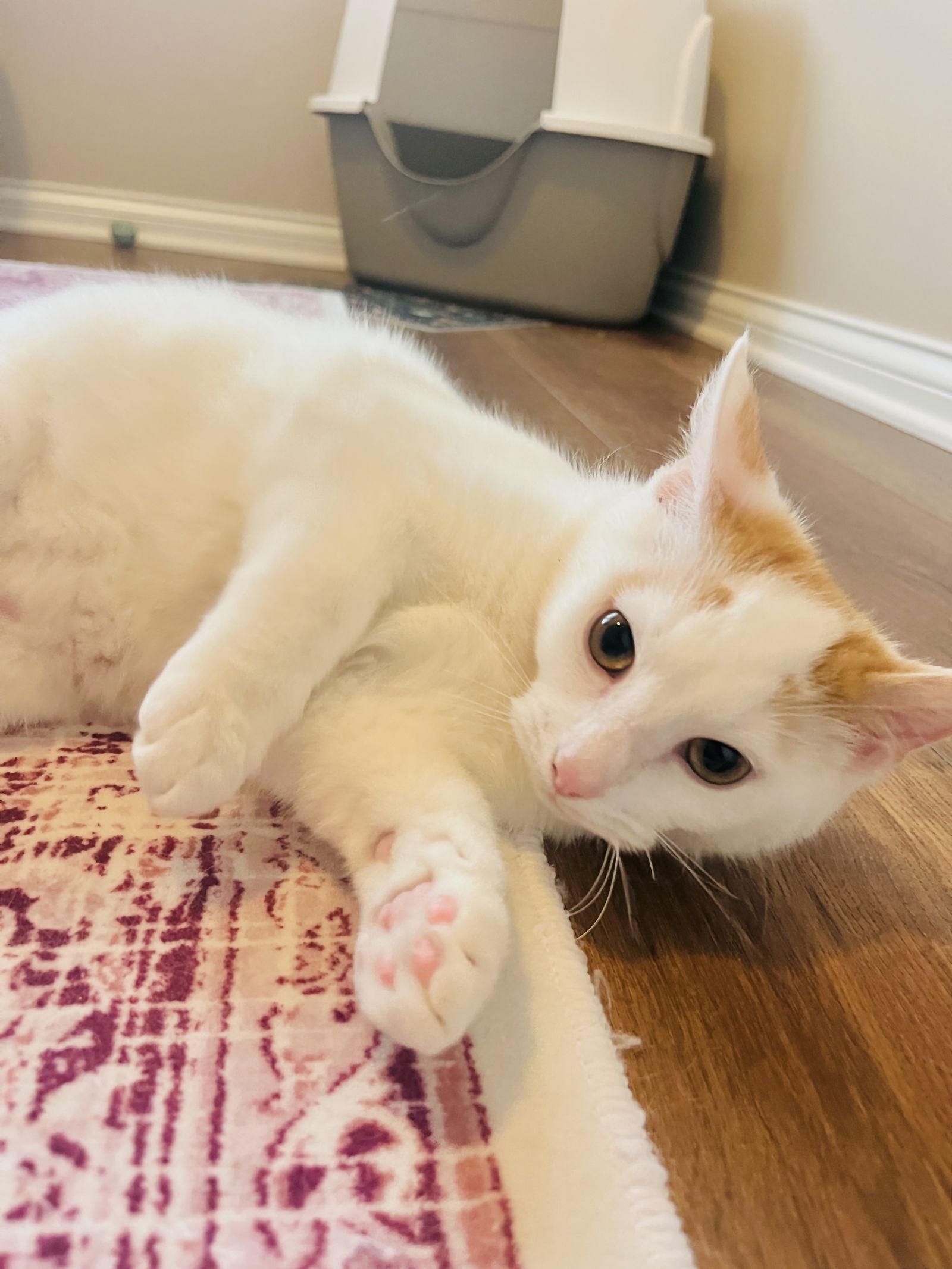 Enlarge Chai, a Adoptable mixed breed in Georgetown, KY image 2/3