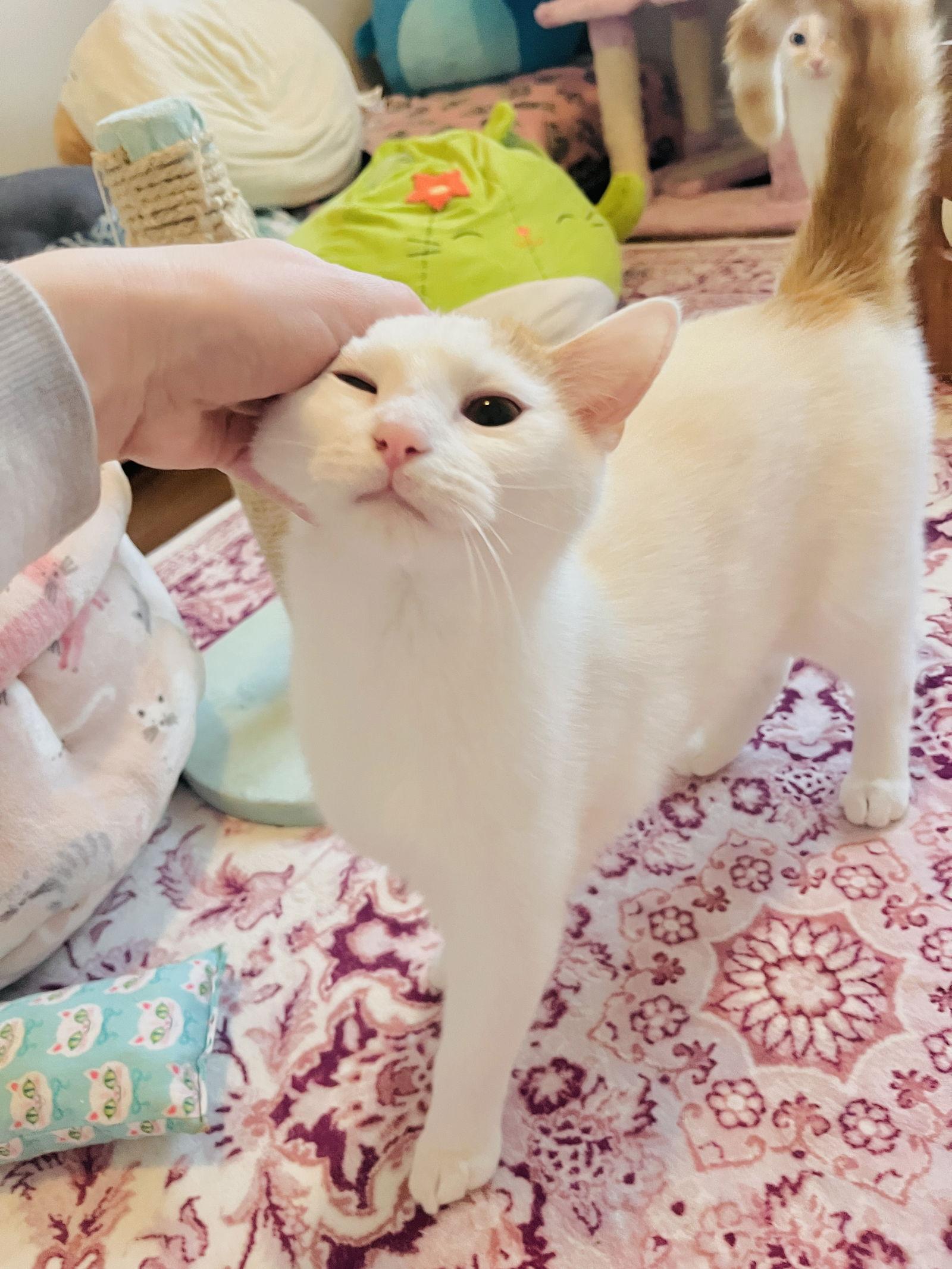 Enlarge Chai, a Adoptable mixed breed in Georgetown, KY image 3/3