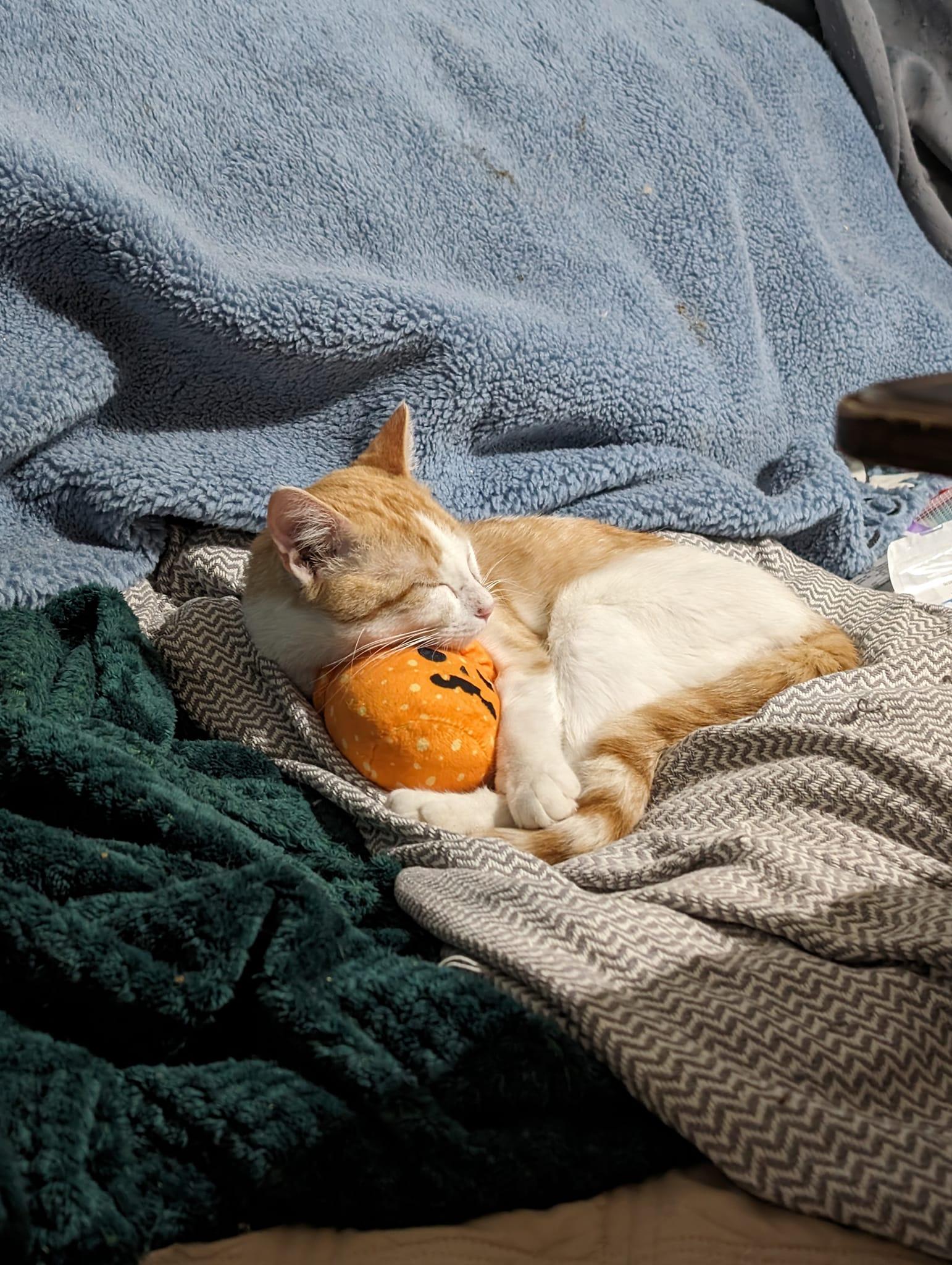 Fox, a Adoptable mixed breed in Cleburne, TX image 3/6