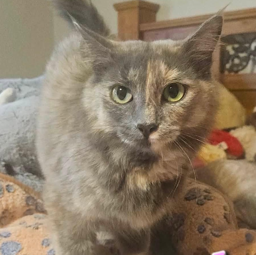 Enlarge Noel, a ADOPTABLE Domestic Medium Hair in Midland, TX image 1/1